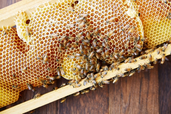 Why Professional Expertise Ensures Safe Bee Relocation Every Time