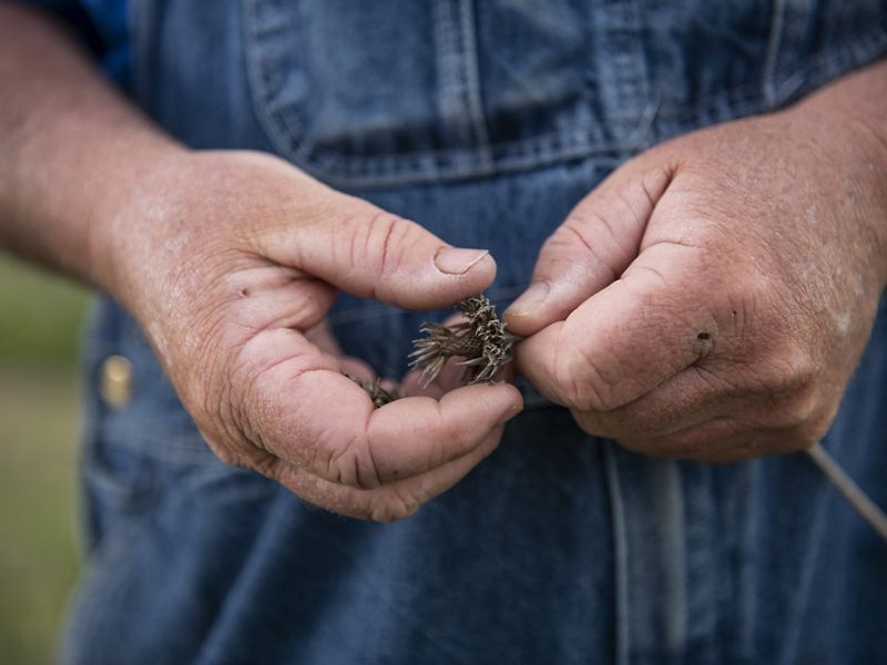 Creating Better Farm Results with Drought Friendly Seed Mixes Today
